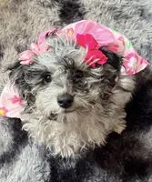 Echo , a female Chipoo for sale in Sault Sainte Marie, MI – 6 of 7