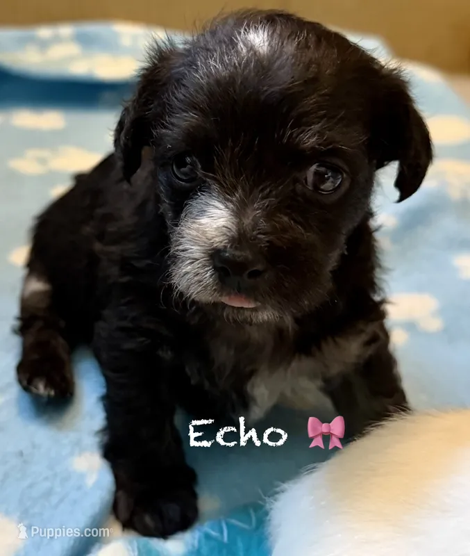 Echo  – Chipoo puppy for sale in Sault Sainte Marie, MI