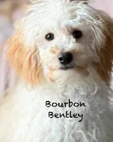 Ebony , a female Poodle - Toy  for sale in Sault Sainte Marie, MI – 6 of 6