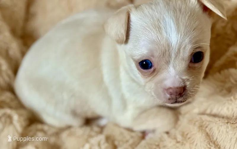 Jess – Chihuahua puppy for sale in Sault Sainte Marie, MI