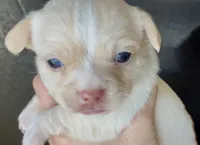 Jess, a male Chihuahua for sale in Sault Sainte Marie, MI – Photo 1 of 4