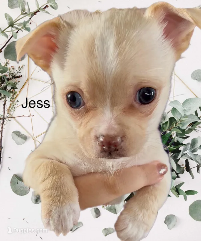 Jess – Chihuahua puppy for sale in Sault Sainte Marie, MI