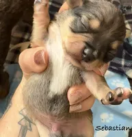 Sebastian , a male Chorkie for sale in Sault Sainte Marie, MI – 5 of 6