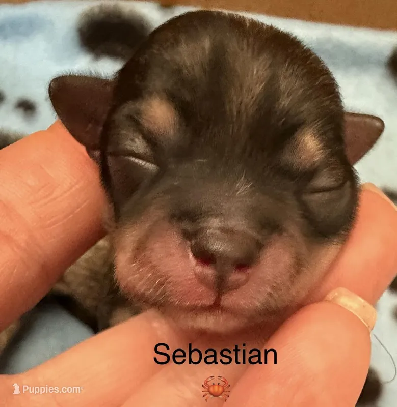 Sebastian  – Chorkie puppy on hold in Sault Sainte Marie, MI