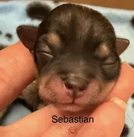 Sebastian , a male Chorkie for sale in Sault Sainte Marie, MI – 1 of 6