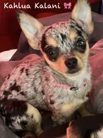 Ursula , a female Chihuahua for sale in Sault Sainte Marie, MI – 6 of 6