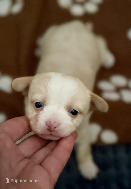 Gunther  – Chihuahua puppy for sale in Sault Sainte Marie, MI