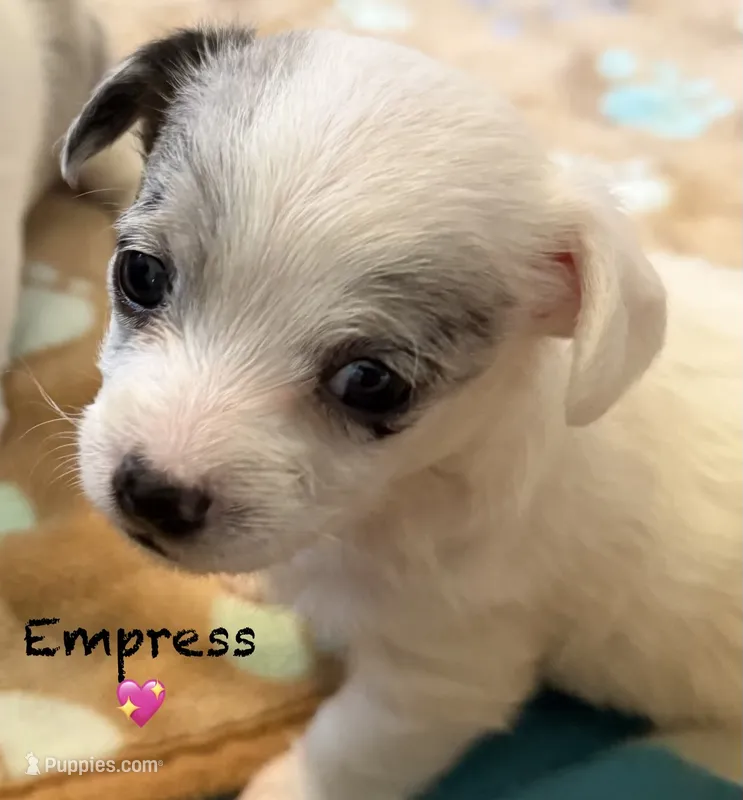 Empress  – Chipoo puppy for sale in Sault Sainte Marie, MI