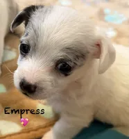 Empress , a female Chipoo for sale in Sault Sainte Marie, MI – 1 of 10