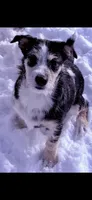 Sangria , a female Poodle - Toy  and Miniature Australian Shepherd for sale in Sault Sainte Marie, MI – 2 of 3