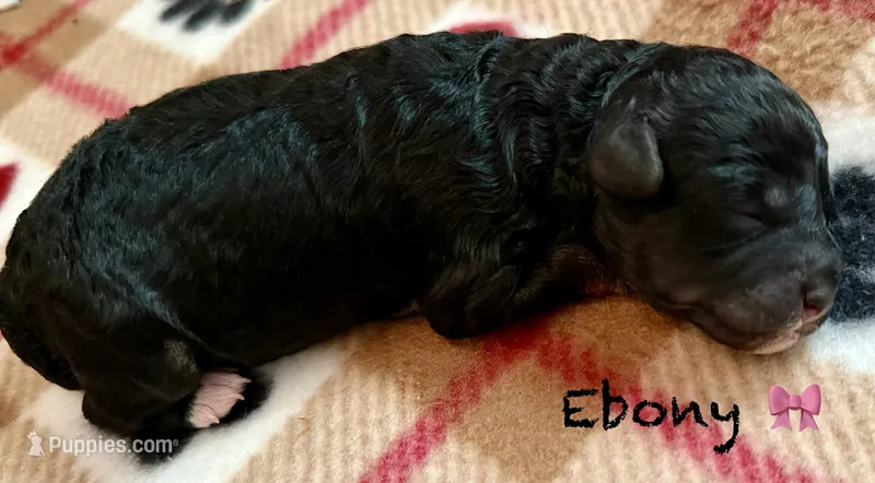 Ebony  – Poodle - Toy  puppy for sale in Sault Sainte Marie, MI
