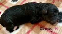 Ebony , a female Poodle - Toy  for sale in Sault Sainte Marie, MI – 1 of 6