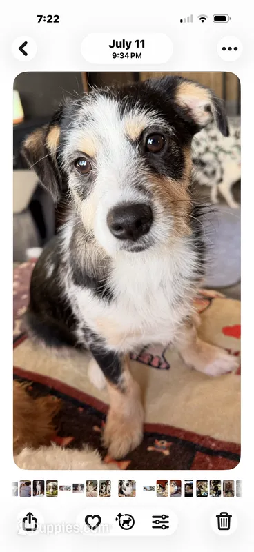 Sangria  – Poodle - Toy , Miniature Australian Shepherd puppy for sale in Sault Sainte Marie, MI