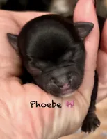 Phoebe , a female Chihuahua for sale in Sault Sainte Marie, MI – 1 of 6