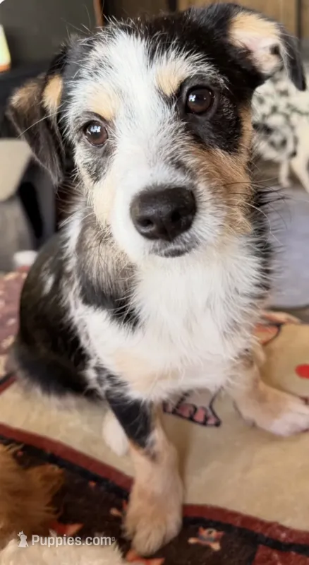 Sangria  – Poodle - Toy , Miniature Australian Shepherd puppy for sale in Sault Sainte Marie, MI