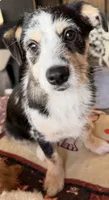 Sangria , a female Poodle - Toy  and Miniature Australian Shepherd for sale in Sault Sainte Marie, MI – 1 of 4
