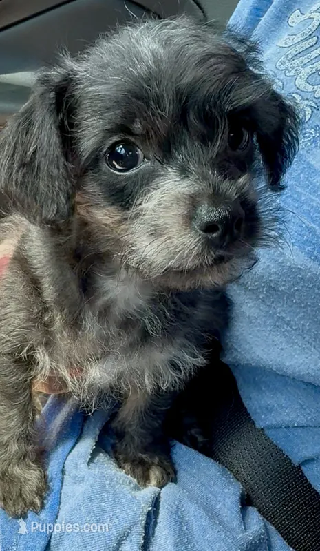 Echo  – Chipoo puppy for sale in Sault Sainte Marie, MI