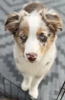 Margaret Tate , a female Australian Shepherd for sale in Sault Sainte Marie, MI – 2 of 3