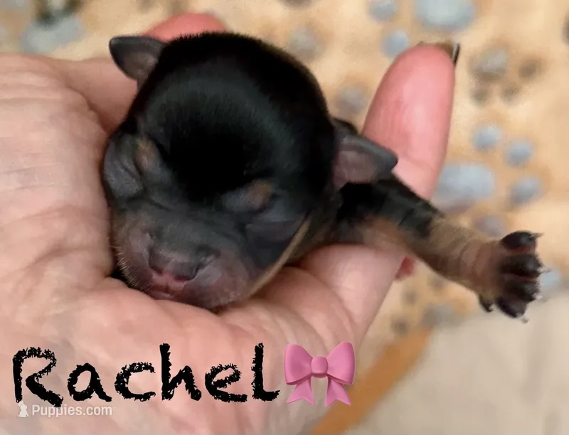 Rachel – Chihuahua puppy for sale in Sault Sainte Marie, MI