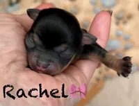 Rachel, a female Chihuahua for sale in Sault Sainte Marie, MI – 1 of 6