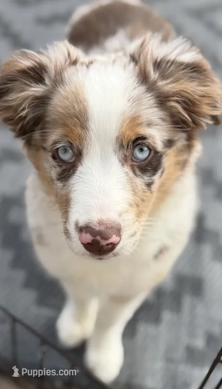 Margaret  – Miniature Australian Shepherd puppy for sale in Sault Sainte Marie, MI