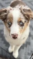Margaret , a female Australian Shepherd for sale in Sault Sainte Marie, MI – 3 of 4