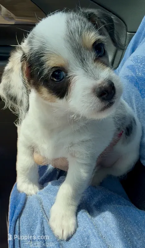 Empire  – Chipoo puppy for sale in Sault Sainte Marie, MI