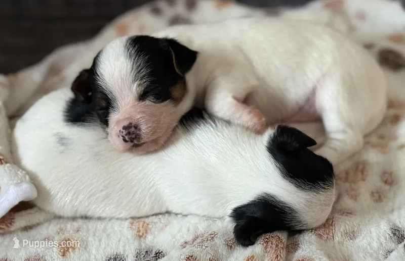 Jovi  – Chorkie puppy for sale in Sault Sainte Marie, MI