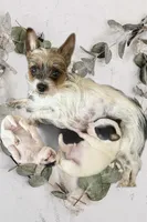 Jovi , a male Chorkie for sale in Sault Sainte Marie, MI – Photo 2 of 10