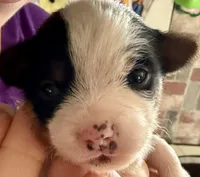 Jovi , a male Chorkie for sale in Sault Sainte Marie, MI – Photo 6 of 10