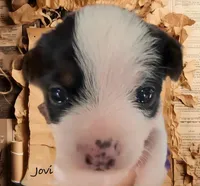 Jovi , a male Chorkie for sale in Sault Sainte Marie, MI – Photo 1 of 10