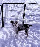 Margaret , a female Australian Shepherd for sale in Sault Sainte Marie, MI – 4 of 4