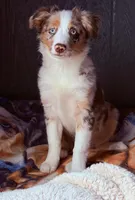 Margaret , a female Miniature Australian Shepherd for sale in Sault Sainte Marie, MI – 2 of 6