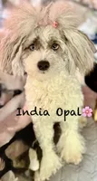 Ebony , a female Poodle - Toy  for sale in Sault Sainte Marie, MI – 5 of 6
