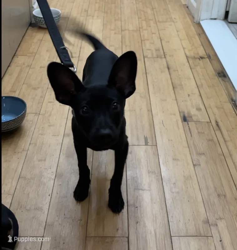 Batman – Doberman Pinscher puppy for sale in New York City, NY
