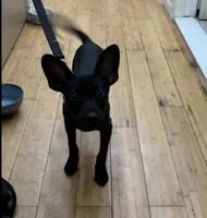 Batman, a male Doberman Pinscher for sale in New York City, NY – 1 of 3