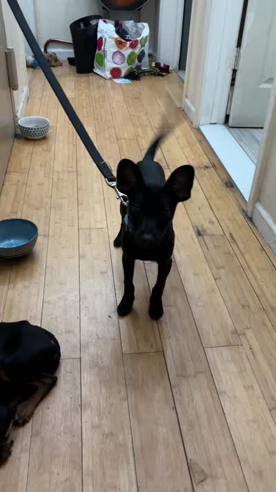 Batman, a male Doberman Pinscher for sale in New York City, NY – 2 of 3