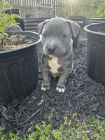 Ozzy, a male American Pit Bull Terrier for sale in Knoxville, TN – 2 of 2
