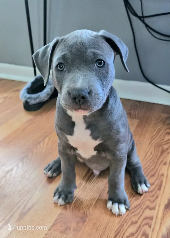 Ozzy – American Pit Bull Terrier puppy for sale in Knoxville, TN