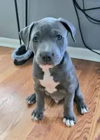 Ozzy, a male American Pit Bull Terrier for sale in Knoxville, TN – 1 of 2