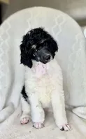 yellowstone, a male Poodle - Standard  for sale in Sunman, IN – 2 of 4