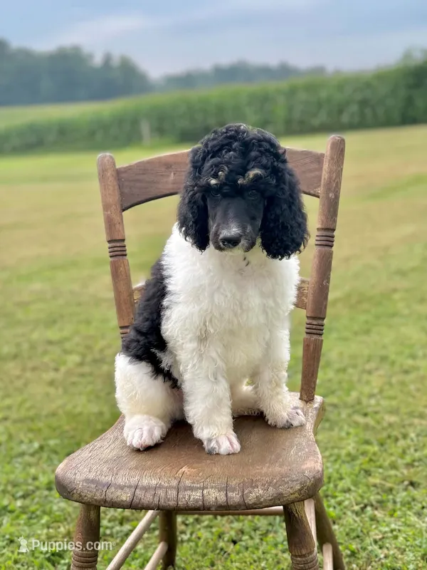 yellowstone – Poodle - Standard  puppy for sale in Sunman, IN