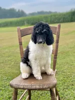 yellowstone, a male Poodle - Standard  for sale in Sunman, IN – 1 of 4