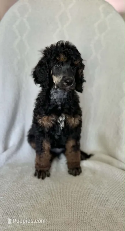Rocky Mountain – Poodle - Standard  puppy for sale in Sunman, IN