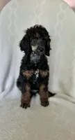 Rocky Mountain, a male Poodle - Standard  for sale in Sunman, IN – 1 of 3