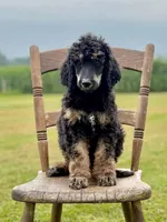 Rocky Mountain, a male Poodle - Standard  for sale in Sunman, IN – 2 of 3