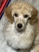 processed/e0393f9e-f746-446c-b475-a72b3af1554d/listing/952dbfc9-4723-4f1e-9a18-101c7bb0e1b3/0feee10f-0920-464a-b549-0ed25d8f2102