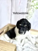 yellowstone, a male Poodle - Standard  for sale in Sunman, IN – 3 of 4