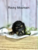 Rocky Mountain, a male Poodle - Standard  for sale in Sunman, IN – 3 of 3