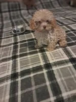 Little boy , a male Poodle - Toy  for sale in Dillon, SC – 2 of 4